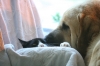 Filename=kissa_ja_treuno.JPG
Filesize=139KiB
Dimensions=640x427
Date added=%779 %24, %2009 kissa_ja_treuno.JPG