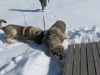 Filename=kvanttu_ja_erbi_minkin_jäljillä.JPG
Filesize=80KiB
Dimensions=640x480
Date added=%797 %31, %2012 kvanttu_ja_erbi_minkin_jäljillä.JPG