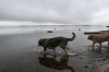 Filename=lokakakuiset_uimarit.JPG
Filesize=48KiB
Dimensions=640x427
Date added=%786 %27, %2009 lokakakuiset_uimarit.JPG