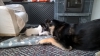 Filename=playimg_with_luga_at_home.jpg
Filesize=243KiB
Dimensions=2048x1154
Date added=%502 %12, %2016 playimg_with_luga_at_home.jpg