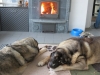 Filename=puut.JPG
Filesize=103KiB
Dimensions=640x480
Date added=%461 %08, %2012 puut.JPG
