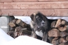 Filename=tammikuu_c.JPG
Filesize=178KiB
Dimensions=640x427
Date added=%885 %19, %2011 tammikuu_c.JPG