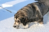 Filename=winter_3.JPG
Filesize=180KiB
Dimensions=640x427
Date added=%677 %24, %2010 winter_3.JPG