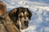 Filename=winter_4.JPG
Filesize=168KiB
Dimensions=640x427
Date added=%678 %24, %2010 winter_4.JPG
