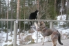 Filename=yhteiseloa3.JPG
Filesize=101KiB
Dimensions=640x427
Date added=%804 %14, %2009 yhteiseloa3.JPG