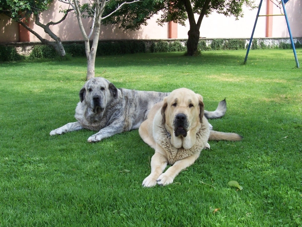 luna y estrella
