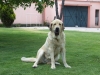Filename=perros_001.JPG
Filesize=369KiB
Dimensions=1200x900
Date added=%851 %03, %2008 perros_001.JPG