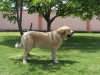 Filename=perros_002.JPG
Filesize=476KiB
Dimensions=1200x900
Date added=%850 %03, %2008 perros_002.JPG