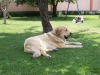 Filename=perros_008.JPG
Filesize=495KiB
Dimensions=1200x900
Date added=%851 %03, %2008 perros_008.JPG