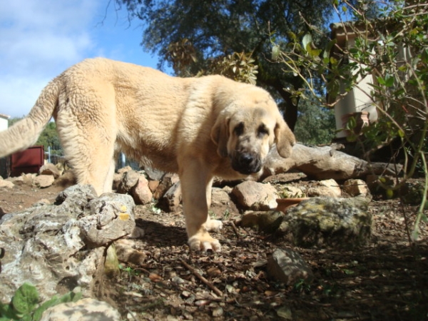 REMO DE LA VICHERIZA
