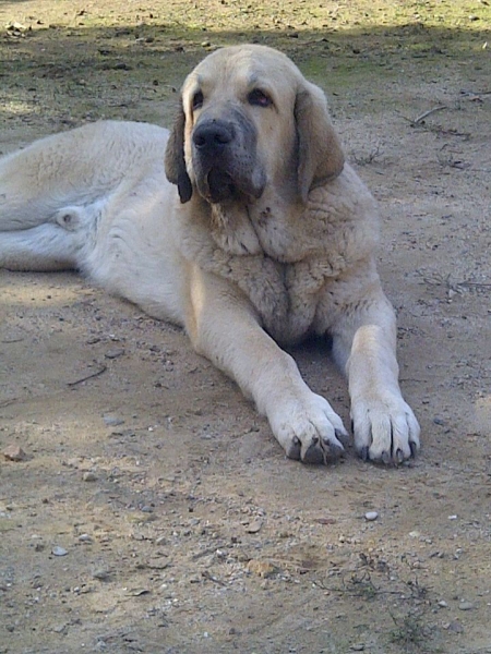 CONDE CHECO DE TORNADO ERBEN (7 MESES)
