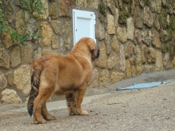 INCA DE MONTES DEL PARDO
