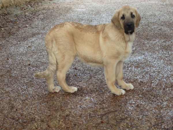 REMO DE LA VICHERIZA
