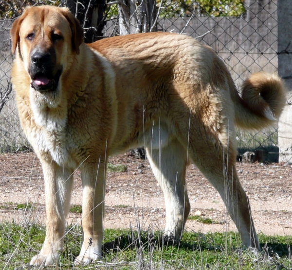 Nerón de la majada los robles (Guincho) con 10 meses
Nuño de los zumbos x Circe
