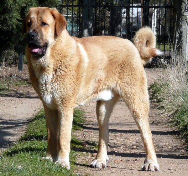 Nerón de la majada los robles (Guincho) con 10 meses
Nuño de los zumbos x Circe
