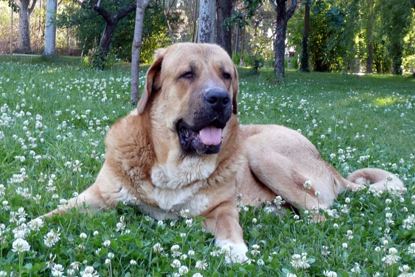 Nerón de la Majada los Robles (Guincho) con 12 meses
Nuño de los Zumbos x Circe
