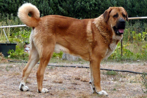 Nerón de la majada los robles (Guincho) con 15 meses
Nuño de los zumbos x Circe
