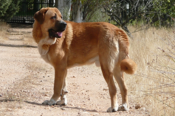 Nerón de la majada los robles (Guincho) con 15 meses
Nuño de los zumbos x Circe
