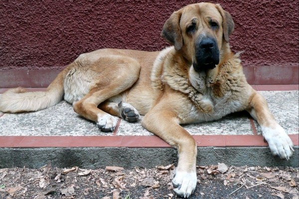 Nerón de la majada los robles (Guincho) con 15 meses
Nuño de los zumbos x Circe
