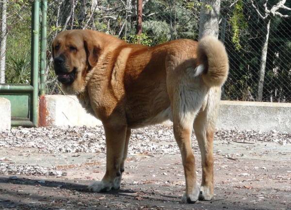 Nerón de la majada los robles (Guincho) con 21 meses
Nuño de los zumbos x Circe
