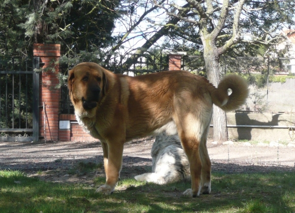 Nerón de la majada los robles (Guincho) con 21 meses
Nuño de los zumbos x Circe
