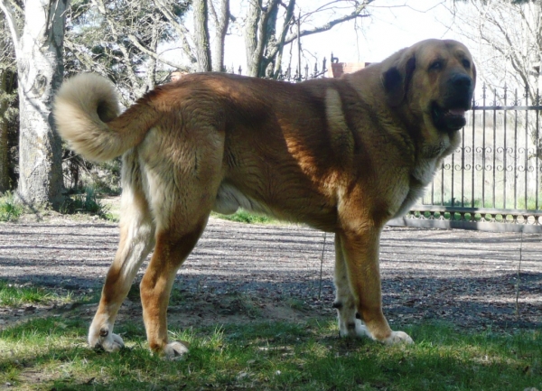 Nerón de la majada los robles (Guincho) con 21 meses
Nuño de los zumbos x Circe
