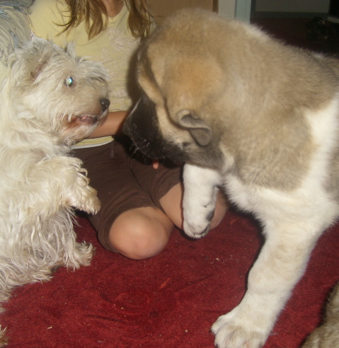 Uffaffaa Tornado Erben getting to know our westie
