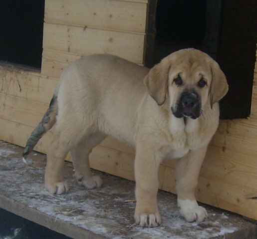 Miss Marple 13 weeks
Ramonet x Hannah Mastibe
