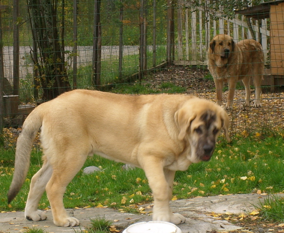 Alzar Dartibo. On the backround Fantastico Tornado Erben, 5 yrs old male
