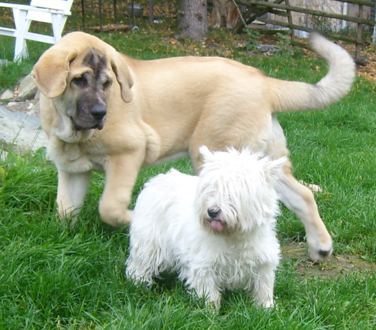 Alzar loves westies, but westies are not always feeling same way
5months old male
Amigo Zeus Bis Mastibe x Rebelle Tornado Erben
