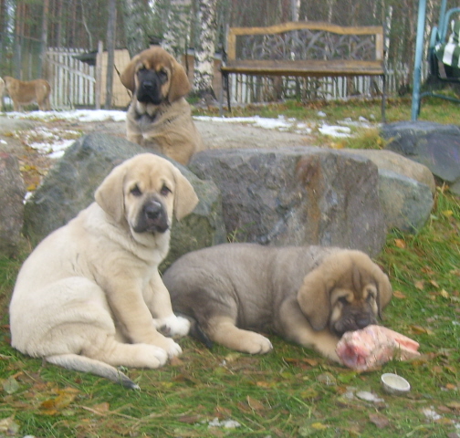...we are just sitting...
Marple, Mayflower and Diego with the bone
born 16.8.09
Ramonet x Hannah Mastibe
