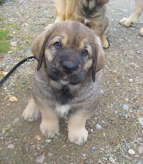 (Mamapama´s) Maradona
Diego, dob 16.8.09
(Ramonet x Hannah Mastibe)
