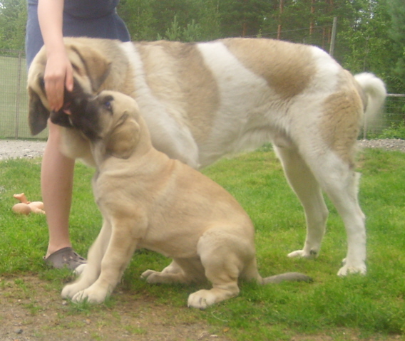 Uffa ( Uffaffaa T.E.) and Ansa ( Ambra Dartibo)
Male 11 months , female three months
