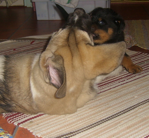 Uffa loves to play with little ones
Kľúčové slová: pet