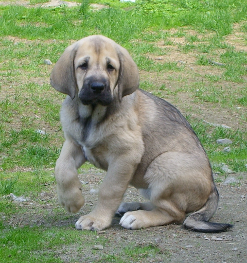 Muscular La Azucena
Daughter of Lady Carla Tornado Erben and Harem Ulfmaf Pinikull 
