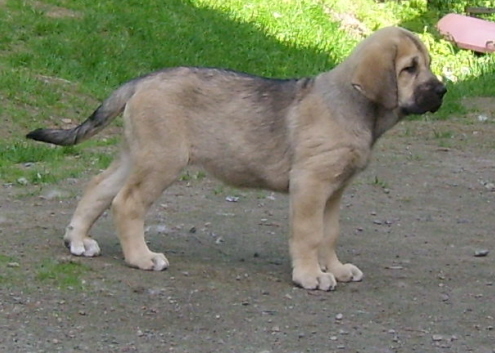 Muscular La Azucena
Nine weeks old female puppy
