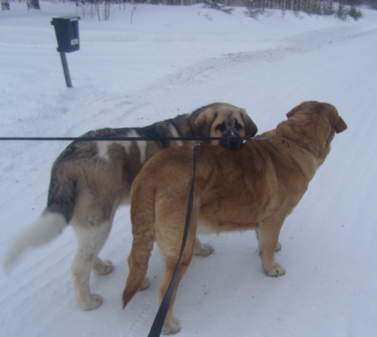 Friends
Uffaffaa Tornado Erben and Hannah Mastibe, living in Finland, kennel Mamapama´s

