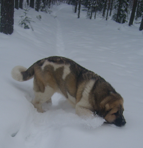 Uffa enjoys running free on our forest
