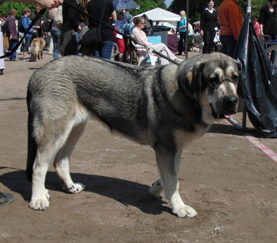 Erbi de Anaise - International Dog Show Kotka, Finland 13.06.2009
Trefwoorden: 2009