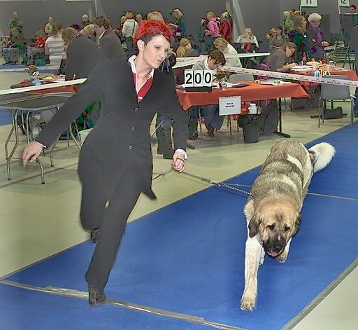 Uffaffaa Tornado Erben, 17 months old male
Ugo del Dharmapuri x Lois Tornado Erben

Uffa is giant male with extraordinary color. He has excellent character and he has been very successfull at shows. 
Uffa has been healthy, inspite of growing pains that he had when he was puppy, because he grew so fast that I was about to get heart attack :).
On February Uffa will go official health examinations; hips, elbows, knees, heart and eyes. If there are no suprises and he will be comment to be totally healthy, he will be our new stud and of course available to breed typical, healthy girls all over the world.
