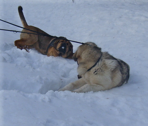 Muhku and Uffa, and snow bath
