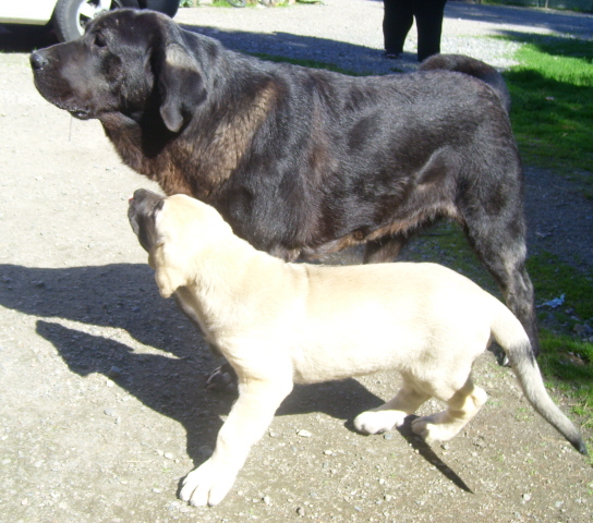 Ambra Dartibo 10 weeks and Linda de Cerro del Viento 17  months
