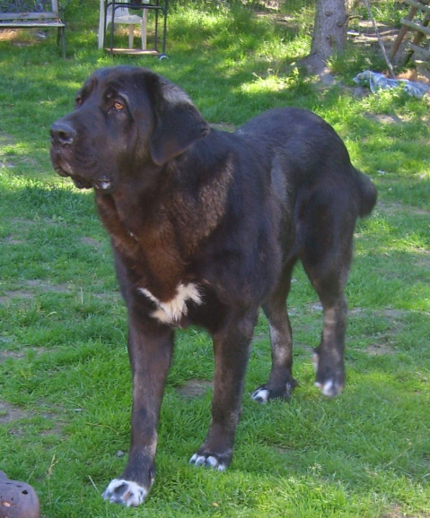 Linda de Cerro del Viento 17 months
