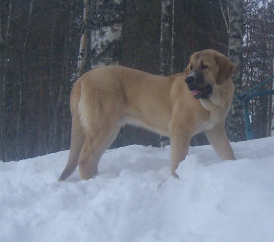 Mamapama´s Monstery, aka Mauno
Born 16.8.09 
Ramonet & Hannah Mastibe
Owner my dear friend Mrs Palviainen, Finland
