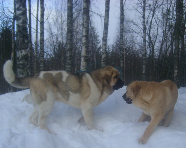 Boys loves to play together and they get very good exercise playing on high snowbanks. Running up and down all over again.

