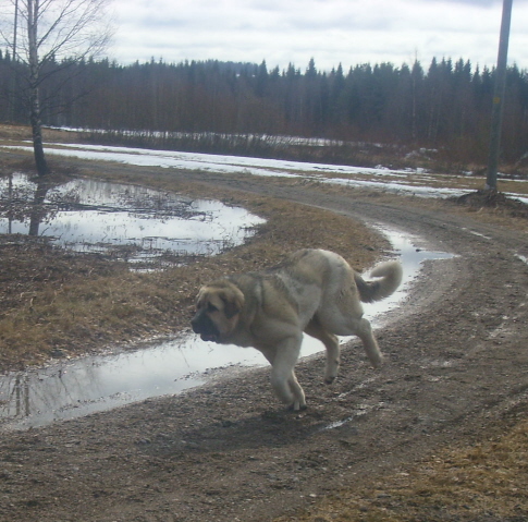 Running ´n´training :)
Uffaffaa Tornado Erben , 8 months
