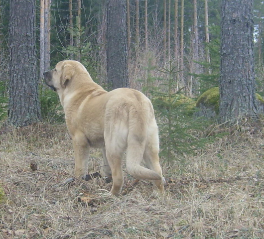 Mamapama´s Monstery 
Taking guarding round on his forrest
