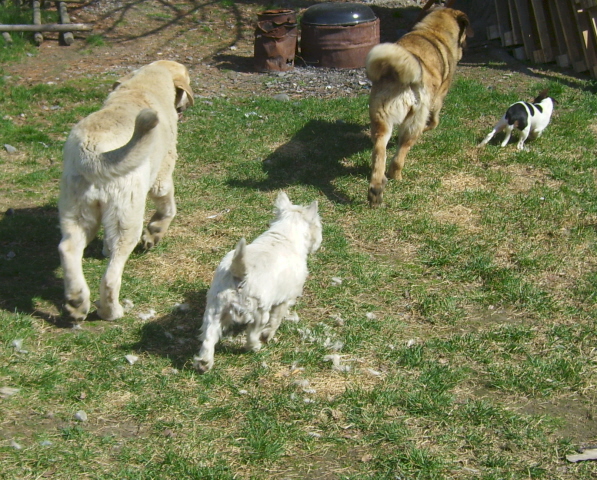 Young girls getting activity from our smaller family members, Miku and Tytti :)
