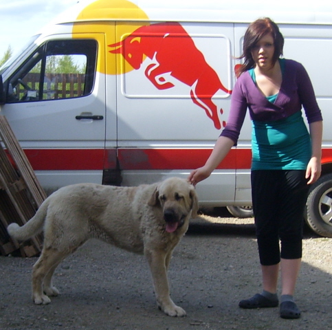 Ambra Dartibo
Born 20.4.10 , parents Amigo Zeus Bis Mastibe x Rebelle Tornado Erben. Breeder kennel Dartibo, Dagmar Tia, Czech republic.

Ambra is loosing her coat on this pictures, as all our mastines are in this time of year. But I wanted to put pictures her, cause she is most beautiful young female that could dream. In these pictures she has not been handled, that is her natural way to stand and her bodystructure is awsom, balanced and very correct. She is every handlers dream :).  And she has super character with big heart for our children.
