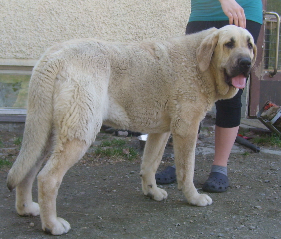 Ambra Dartibo, my princess and everyday joy for eye with her beautiness.
Born 20.4.10, parents Amigo Zeus Bis Mastibe x Rebelle Tornado Erben.

Ambra reminds to me very much  her close relative, Feya Mastibe.
